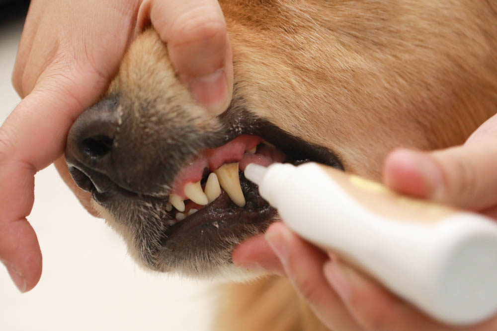 寵樂芙口益菌|寵物漢方草本牙粉。寵物專用粉末型口腔噴劑、口腔護理保健、幫助控制牙垢 - 第8張圖 寵樂芙口益菌|寵物漢方草本牙粉。寵物專用粉末型口腔噴劑、口腔護理保健、幫助控制牙垢