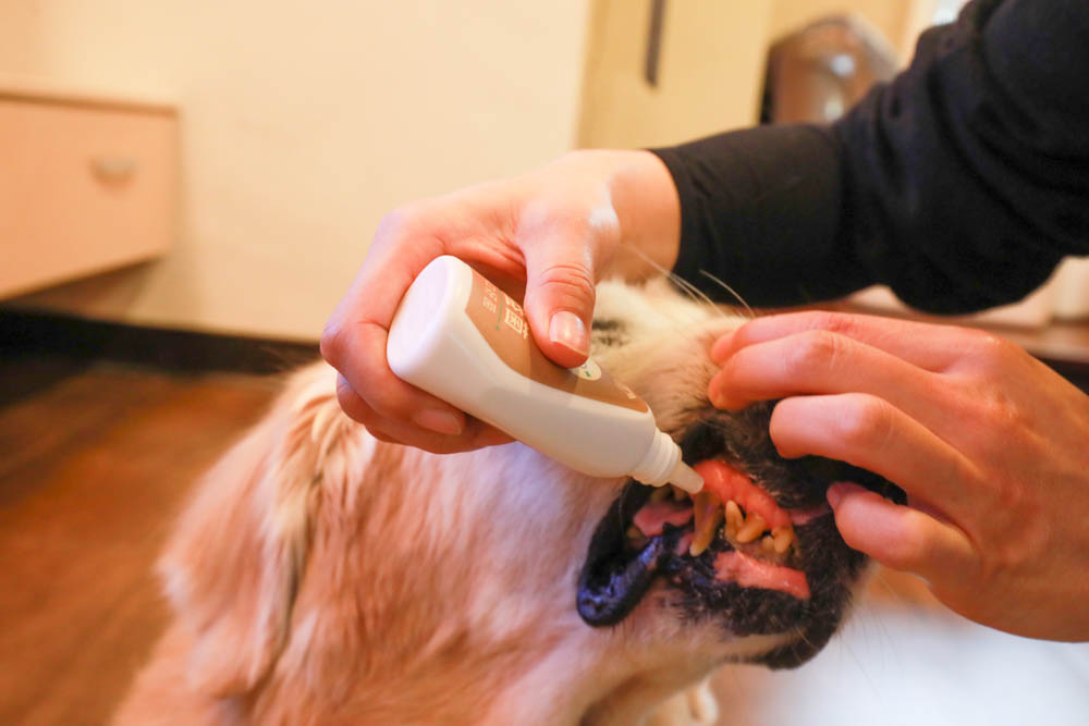 寵樂芙口益菌|寵物漢方草本牙粉。寵物專用粉末型口腔噴劑、口腔護理保健、幫助控制牙垢 - 第12張圖 寵樂芙口益菌|寵物漢方草本牙粉。寵物專用粉末型口腔噴劑、口腔護理保健、幫助控制牙垢