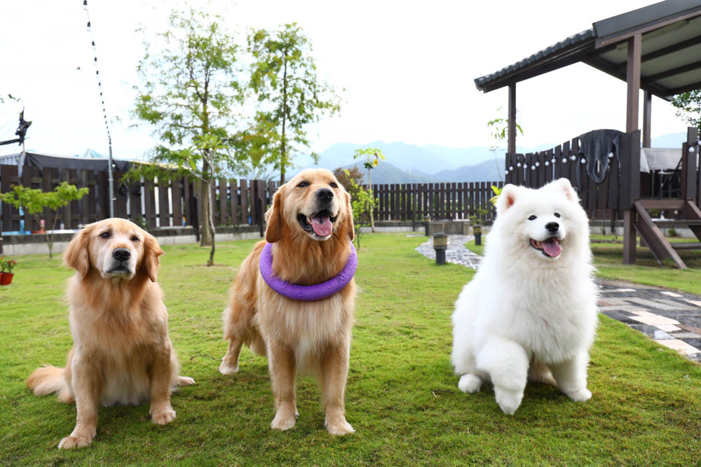 宜蘭冬山|可妮吉娃親子庭園獨棟民宿。寵物友善、可包棟、大草皮、戲水池、烤肉區、獨棟別墅 - 第12張圖 宜蘭冬山|可妮吉娃親子庭園獨棟民宿。寵物友善、可包棟、大草皮、戲水池、烤肉區、獨棟別墅