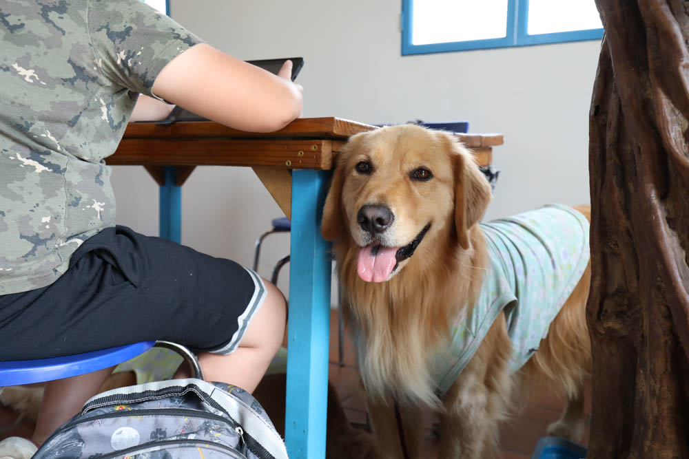南投埔里美食|可妮小屋。地中海希臘聖托里尼風情景觀餐廳、寵物友善、義式簡餐料理 - 第12張圖 南投埔里美食|可妮小屋。地中海希臘聖托里尼風情景觀餐廳、寵物友善、義式簡餐料理