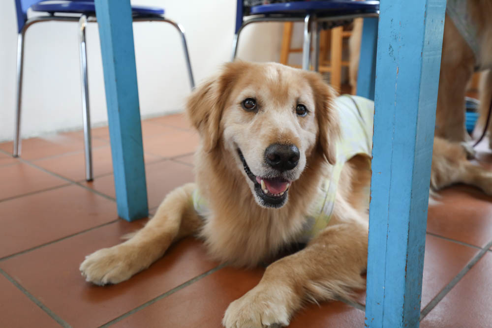 南投埔里美食|可妮小屋。地中海希臘聖托里尼風情景觀餐廳、寵物友善、義式簡餐料理 - 第13張圖 南投埔里美食|可妮小屋。地中海希臘聖托里尼風情景觀餐廳、寵物友善、義式簡餐料理