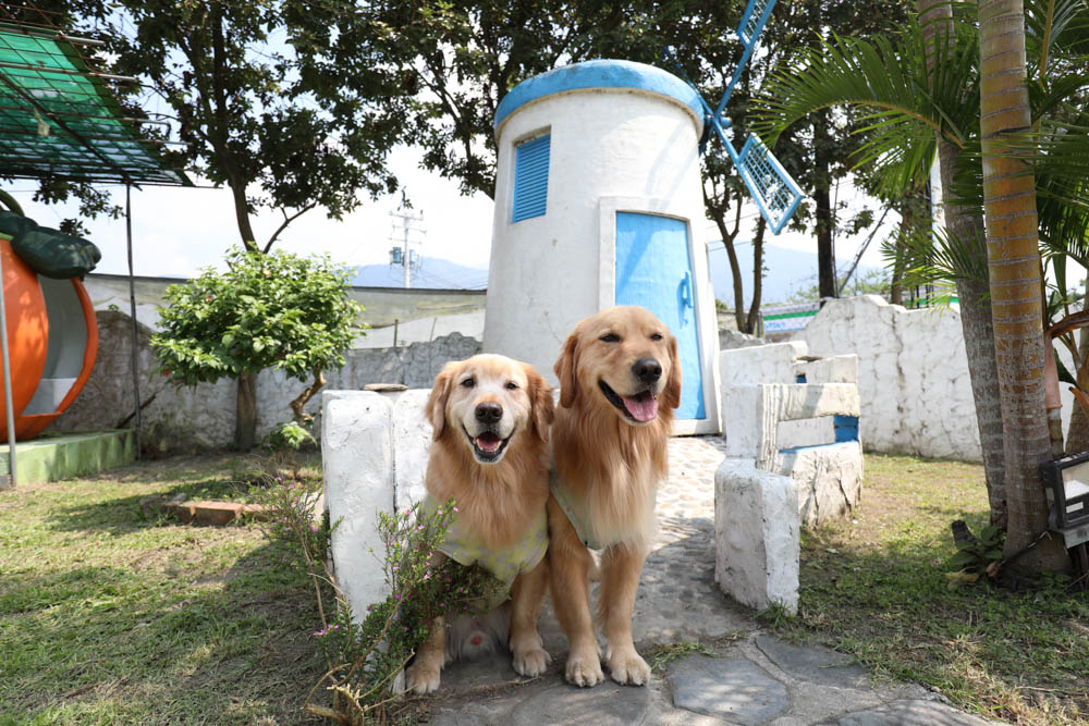 南投埔里美食|可妮小屋。地中海希臘聖托里尼風情景觀餐廳、寵物友善、義式簡餐料理 - 第6張圖 南投埔里美食|可妮小屋。地中海希臘聖托里尼風情景觀餐廳、寵物友善、義式簡餐料理