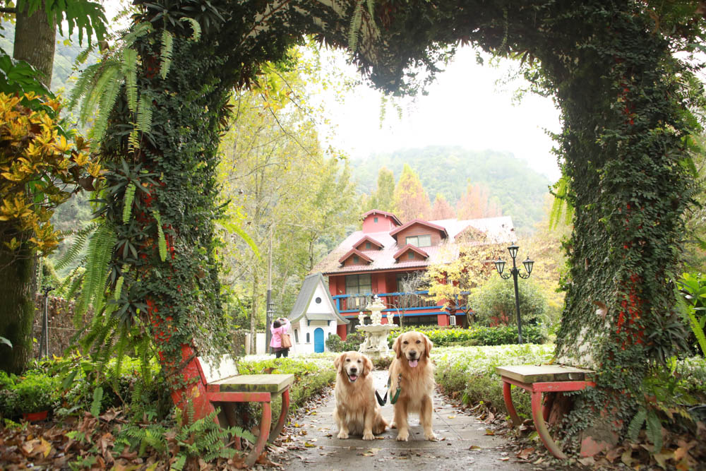南投埔里景點|台一生態休閒農場(楓樺台一渡假村)。南投寵物友善景點、夢幻童話森林城堡、南投花卉嘉年華 - 第9張圖 南投埔里景點|台一生態休閒農場(楓樺台一渡假村)。南投寵物友善景點、夢幻童話森林城堡、南投花卉嘉年華