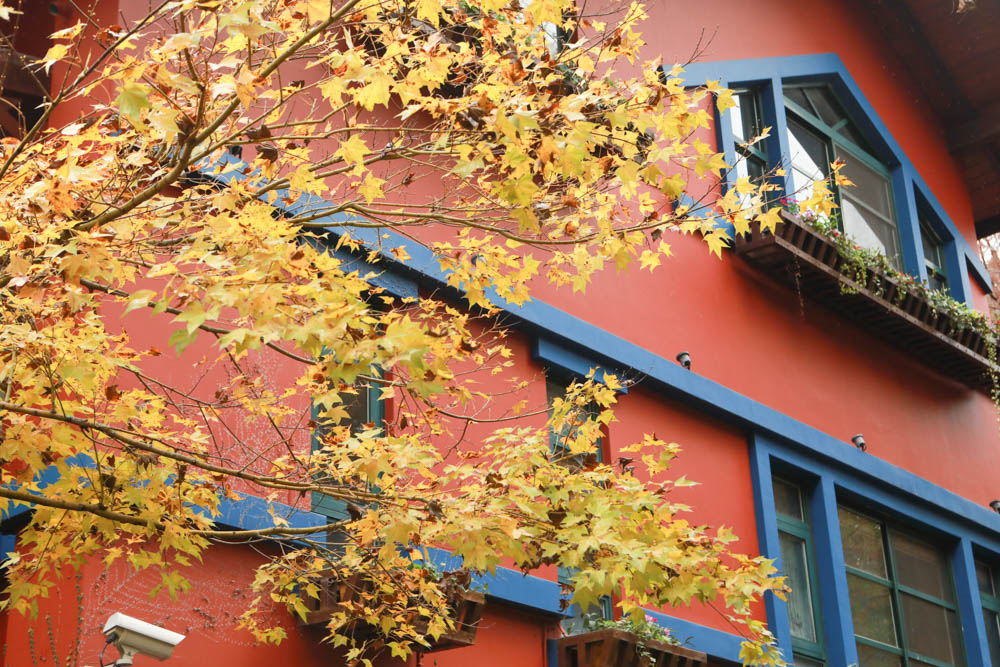 南投埔里景點|台一生態休閒農場(楓樺台一渡假村)。南投寵物友善景點、夢幻童話森林城堡、南投花卉嘉年華 - 第12張圖 南投埔里景點|台一生態休閒農場(楓樺台一渡假村)。南投寵物友善景點、夢幻童話森林城堡、南投花卉嘉年華