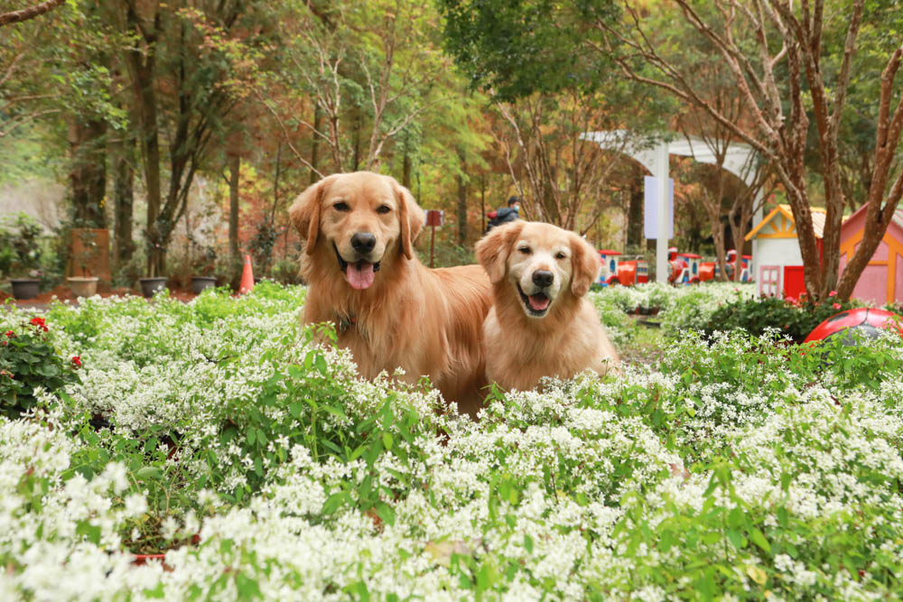南投埔里景點|台一生態休閒農場(楓樺台一渡假村)。南投寵物友善景點、夢幻童話森林城堡、南投花卉嘉年華 - 第15張圖 南投埔里景點|台一生態休閒農場(楓樺台一渡假村)。南投寵物友善景點、夢幻童話森林城堡、南投花卉嘉年華