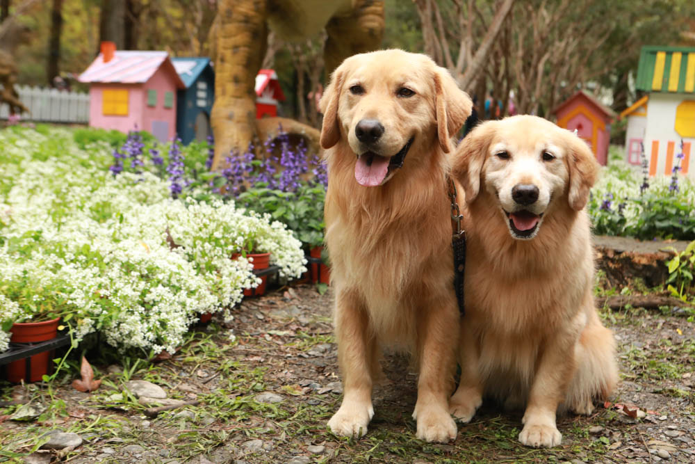 南投埔里景點|台一生態休閒農場(楓樺台一渡假村)。南投寵物友善景點、夢幻童話森林城堡、南投花卉嘉年華 - 第19張圖 南投埔里景點|台一生態休閒農場(楓樺台一渡假村)。南投寵物友善景點、夢幻童話森林城堡、南投花卉嘉年華