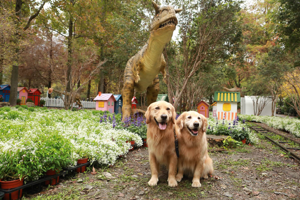 南投埔里景點|台一生態休閒農場(楓樺台一渡假村)。南投寵物友善景點、夢幻童話森林城堡、南投花卉嘉年華 - 第20張圖 南投埔里景點|台一生態休閒農場(楓樺台一渡假村)。南投寵物友善景點、夢幻童話森林城堡、南投花卉嘉年華