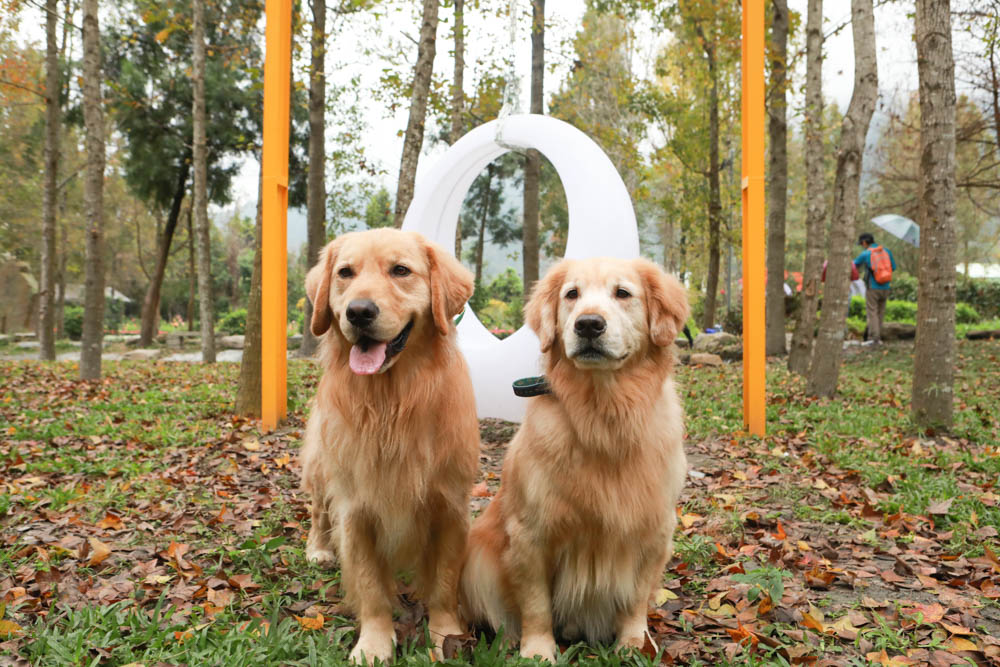 南投埔里景點|台一生態休閒農場(楓樺台一渡假村)。南投寵物友善景點、夢幻童話森林城堡、南投花卉嘉年華 - 第25張圖 南投埔里景點|台一生態休閒農場(楓樺台一渡假村)。南投寵物友善景點、夢幻童話森林城堡、南投花卉嘉年華