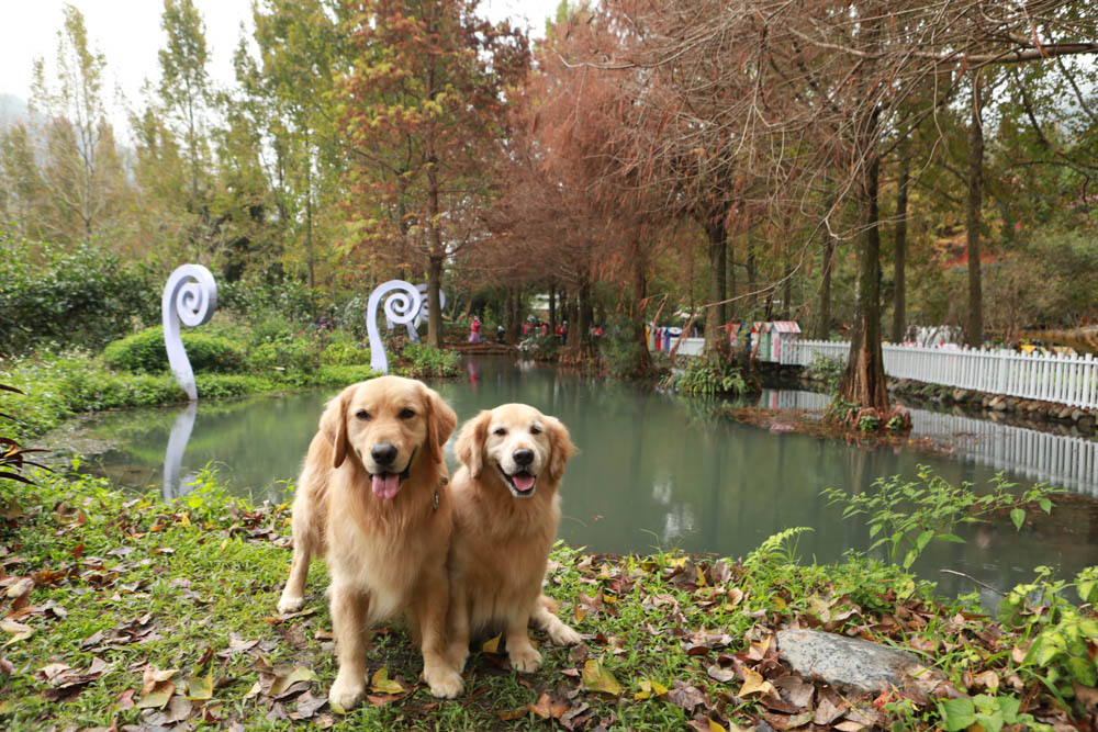南投埔里景點|台一生態休閒農場(楓樺台一渡假村)。南投寵物友善景點、夢幻童話森林城堡、南投花卉嘉年華 - 第27張圖 南投埔里景點|台一生態休閒農場(楓樺台一渡假村)。南投寵物友善景點、夢幻童話森林城堡、南投花卉嘉年華