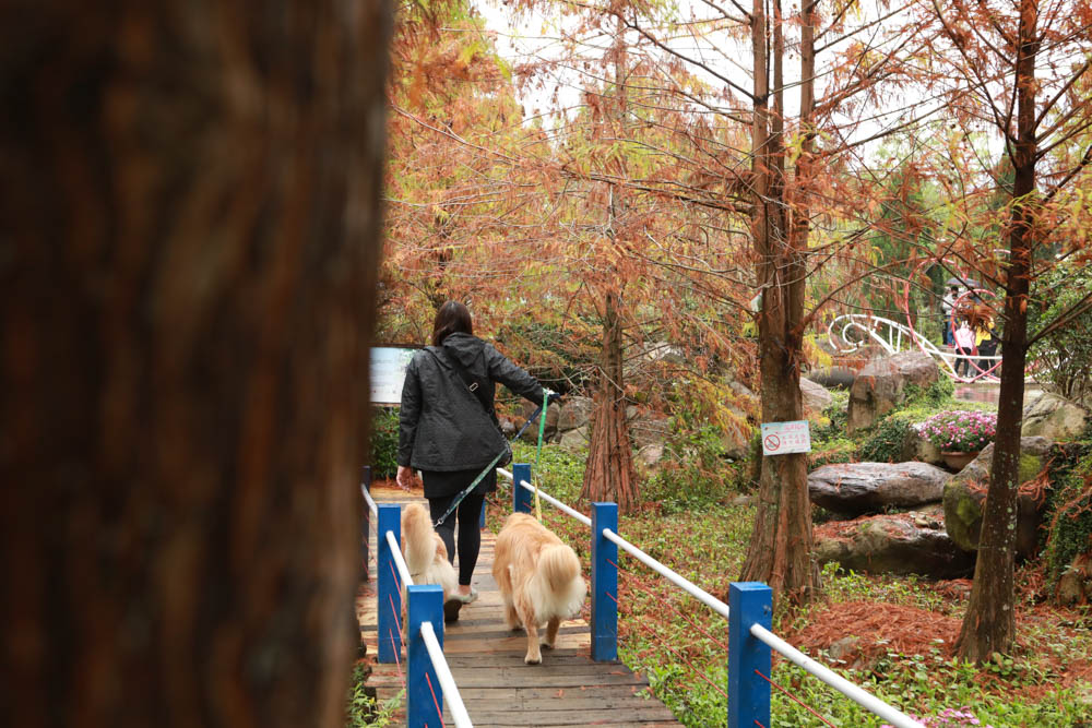 南投埔里景點|台一生態休閒農場(楓樺台一渡假村)。南投寵物友善景點、夢幻童話森林城堡、南投花卉嘉年華 - 第4張圖 南投埔里景點|台一生態休閒農場(楓樺台一渡假村)。南投寵物友善景點、夢幻童話森林城堡、南投花卉嘉年華