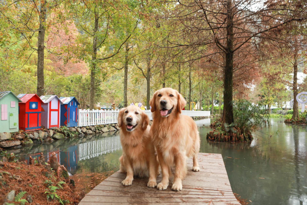 南投埔里景點|台一生態休閒農場(楓樺台一渡假村)。南投寵物友善景點、夢幻童話森林城堡、南投花卉嘉年華 - 第31張圖 南投埔里景點|台一生態休閒農場(楓樺台一渡假村)。南投寵物友善景點、夢幻童話森林城堡、南投花卉嘉年華