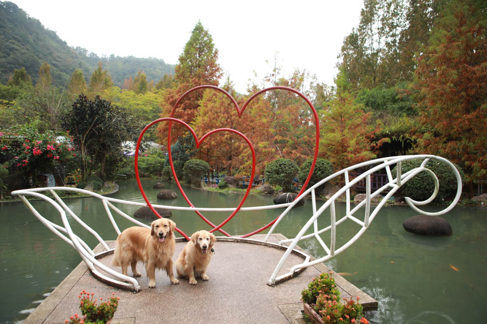 南投埔里景點|台一生態休閒農場(楓樺台一渡假村)。南投寵物友善景點、夢幻童話森林城堡、南投花卉嘉年華 - 第36張圖 南投埔里景點|台一生態休閒農場(楓樺台一渡假村)。南投寵物友善景點、夢幻童話森林城堡、南投花卉嘉年華