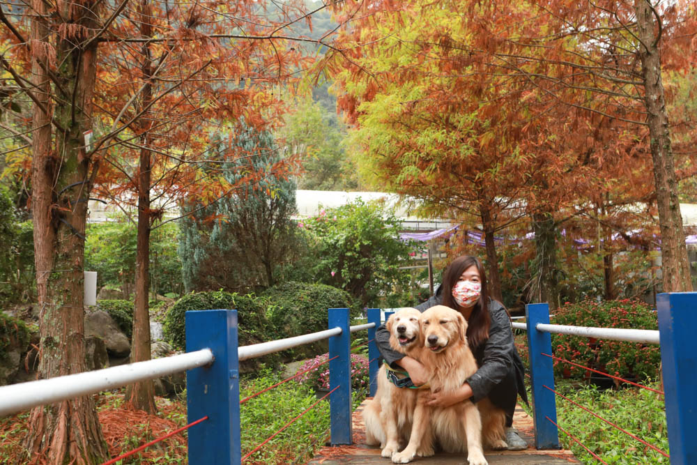 南投埔里景點|台一生態休閒農場(楓樺台一渡假村)。南投寵物友善景點、夢幻童話森林城堡、南投花卉嘉年華 - 第3張圖 南投埔里景點|台一生態休閒農場(楓樺台一渡假村)。南投寵物友善景點、夢幻童話森林城堡、南投花卉嘉年華
