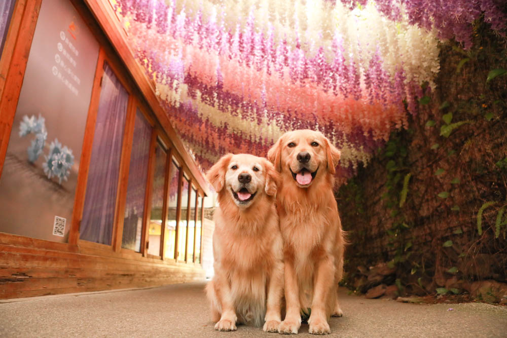 南投埔里景點|台一生態休閒農場(楓樺台一渡假村)。南投寵物友善景點、夢幻童話森林城堡、南投花卉嘉年華 - 第7張圖 南投埔里景點|台一生態休閒農場(楓樺台一渡假村)。南投寵物友善景點、夢幻童話森林城堡、南投花卉嘉年華