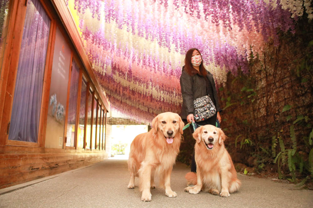 南投埔里景點|台一生態休閒農場(楓樺台一渡假村)。南投寵物友善景點、夢幻童話森林城堡、南投花卉嘉年華 - 第8張圖 南投埔里景點|台一生態休閒農場(楓樺台一渡假村)。南投寵物友善景點、夢幻童話森林城堡、南投花卉嘉年華