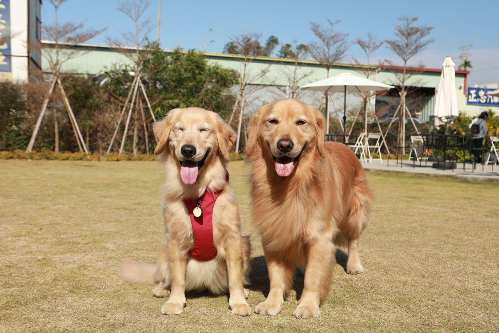 台中后里美食｜HOY Cafe。寵物友善餐廳、后里最美早午餐、后里景觀餐廳、鄰近麗寶Outlet Mall