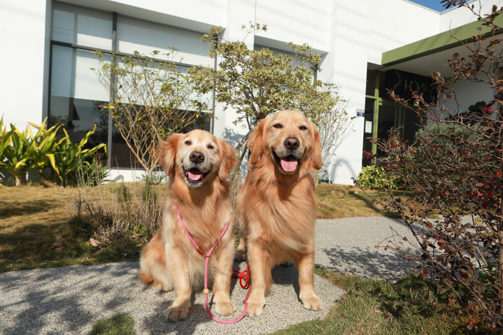 台中后里美食｜HOY Cafe。寵物友善餐廳、后里最美早午餐、后里景觀餐廳、鄰近麗寶Outlet Mall
