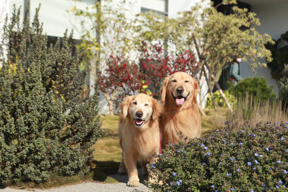 台中后里美食｜HOY Cafe。寵物友善餐廳、后里最美早午餐、后里景觀餐廳、鄰近麗寶Outlet Mall
