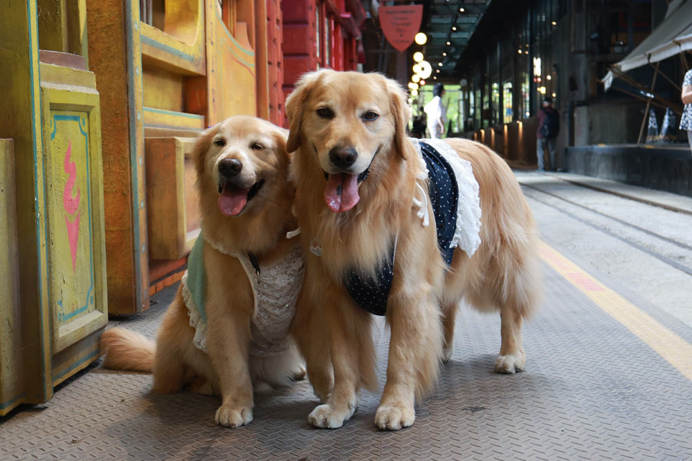 台南仁德景點｜十鼓文創園區。充滿藝術氛圍的遊樂園、哈利波特霍格華茲場景、寵物友善景點