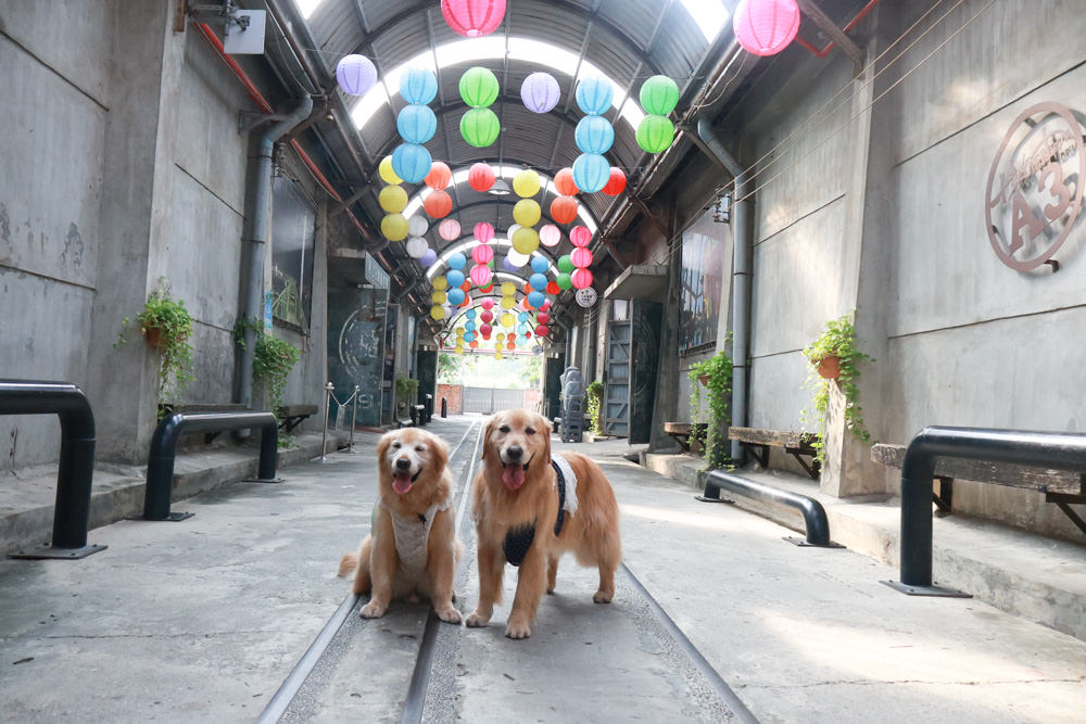 台南仁德景點｜十鼓文創園區。充滿藝術氛圍的遊樂園、哈利波特霍格華茲場景、寵物友善景點