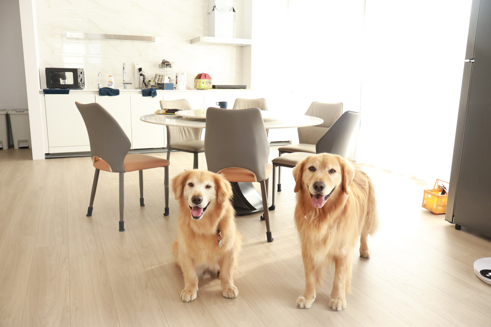 台南安平民宿。衡定理包棟電梯民宿 澤居。寵物友善民宿、全新裝潢新開幕、臨近安平老街、觀系平台！！