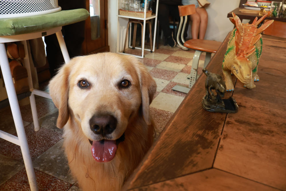 台南中西區美食｜龍百貨。寵物友善餐廳、巷弄內的老宅大份量早午餐、懷舊恐龍主題、龍烙印漢堡