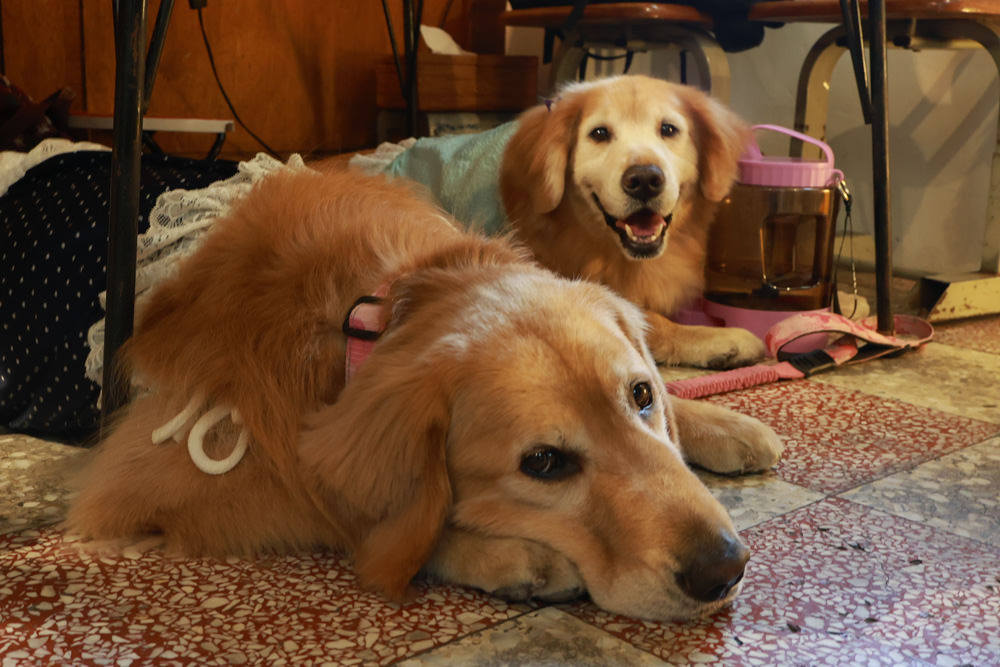 台南中西區美食｜龍百貨。寵物友善餐廳、巷弄內的老宅大份量早午餐、懷舊恐龍主題、龍烙印漢堡