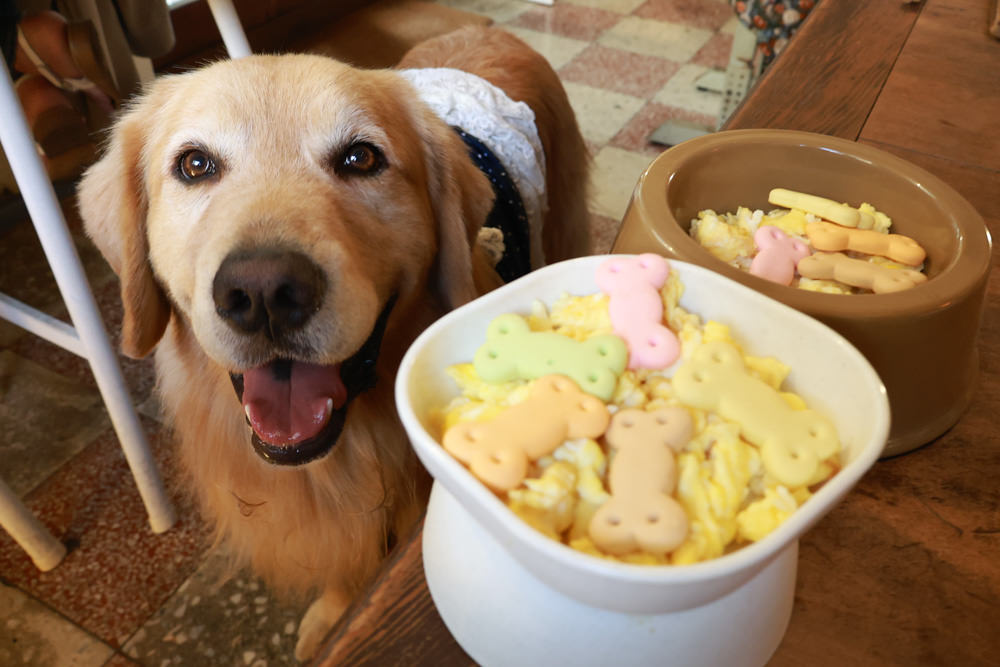 台南中西區美食｜龍百貨。寵物友善餐廳、巷弄內的老宅大份量早午餐、懷舊恐龍主題、龍烙印漢堡