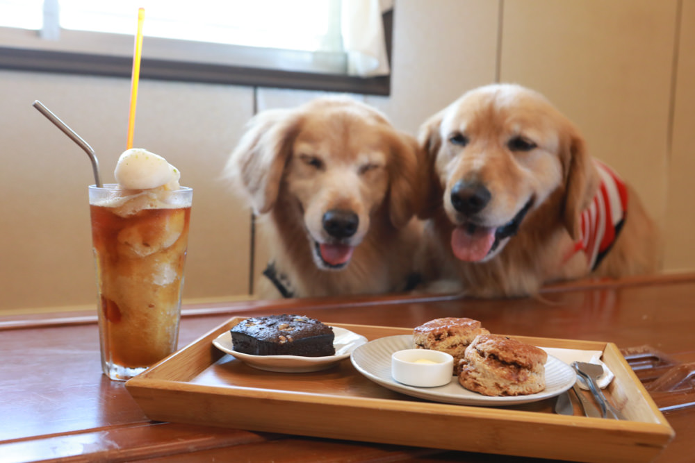台東長濱｜嘎嘎烏賴賴。寵物友善餐廳、海景咖啡廳、烏石鼻沙灘前的藍白療癒系海邊小屋 ！！！