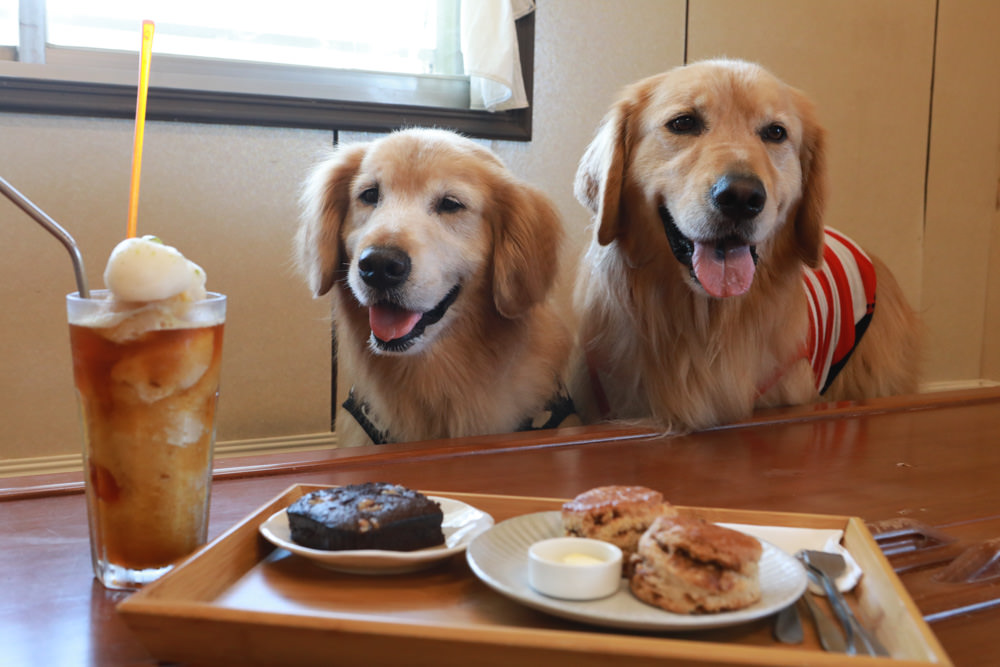 台東長濱｜嘎嘎烏賴賴。寵物友善餐廳、海景咖啡廳、烏石鼻沙灘前的藍白療癒系海邊小屋 ！！！