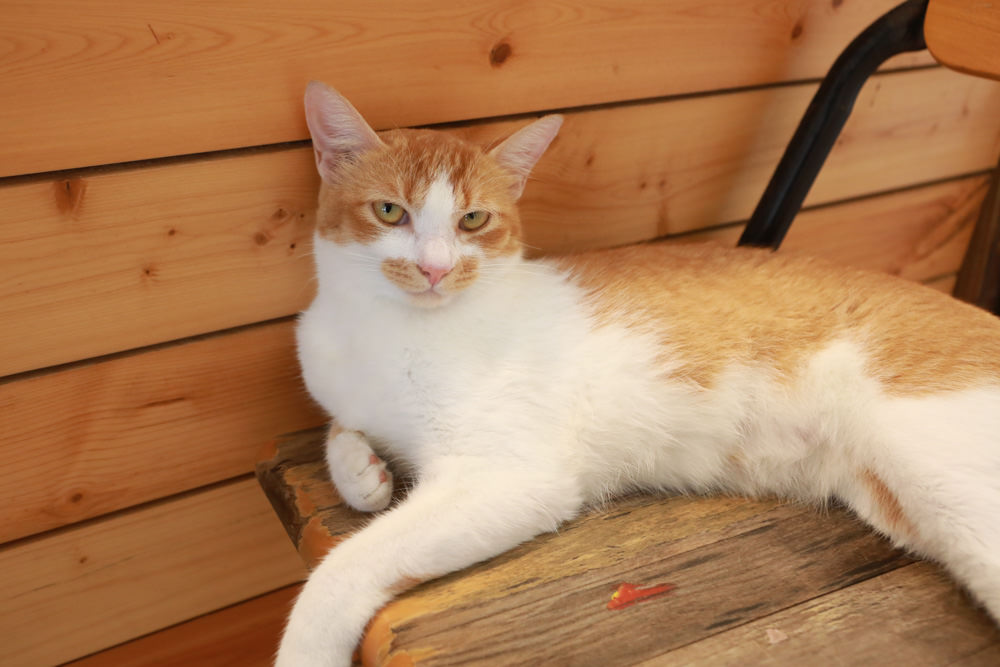 台東長濱｜嘎嘎烏賴賴。寵物友善餐廳、海景咖啡廳、烏石鼻沙灘前的藍白療癒系海邊小屋 ！！！