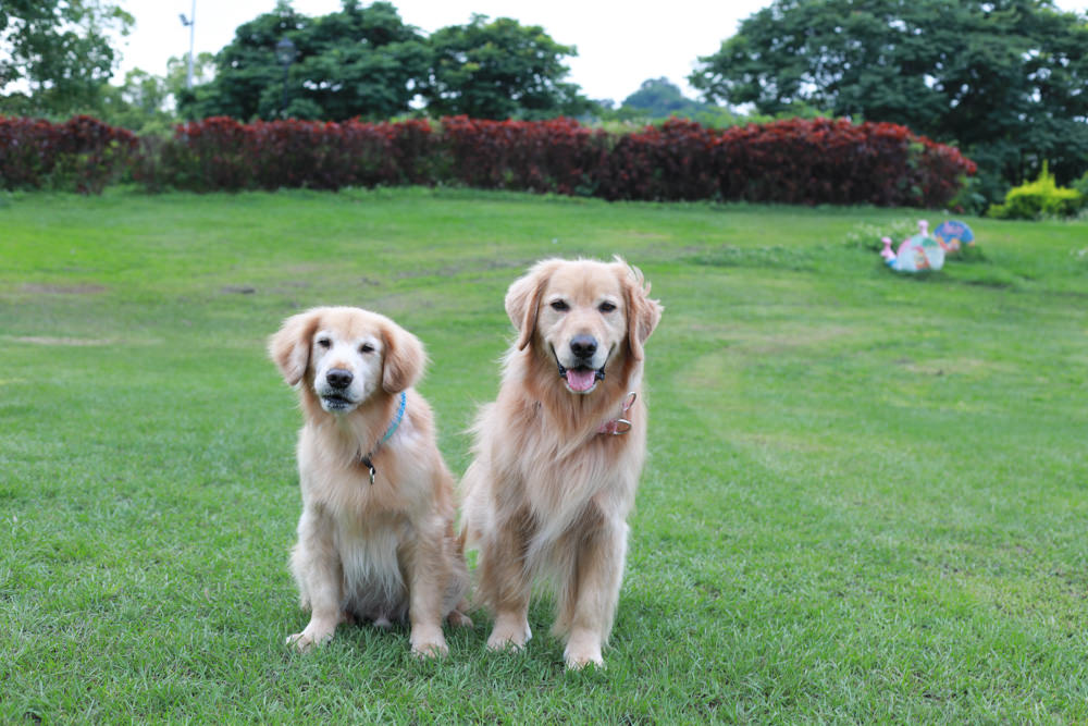 Solano舒活ECO-LIFE寵物防蚤驅蟲系列。犬用天然防蚤驅蟲頸圈、天然防蚤驅蟲滴劑、天然防蚤驅蟲噴劑、RELAX-SOL犬用情緒安撫頸圈 - 第12張圖 Solano舒活ECO-LIFE寵物防蚤驅蟲系列。犬用天然防蚤驅蟲頸圈、天然防蚤驅蟲滴劑、天然防蚤驅蟲噴劑、RELAX-SOL犬用情緒安撫頸圈