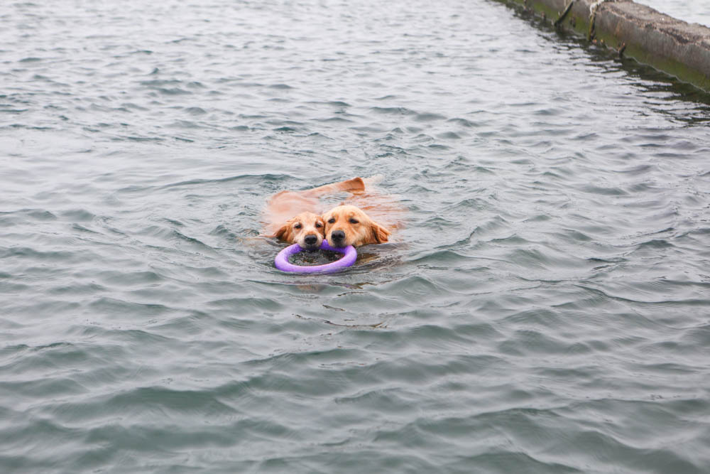 寵物關節保健｜心關健犬貓關節保健品。獸醫師推薦的狗狗關節保養品、添加 UC-II 、三合一關節保養配方、潤滑玻尿酸