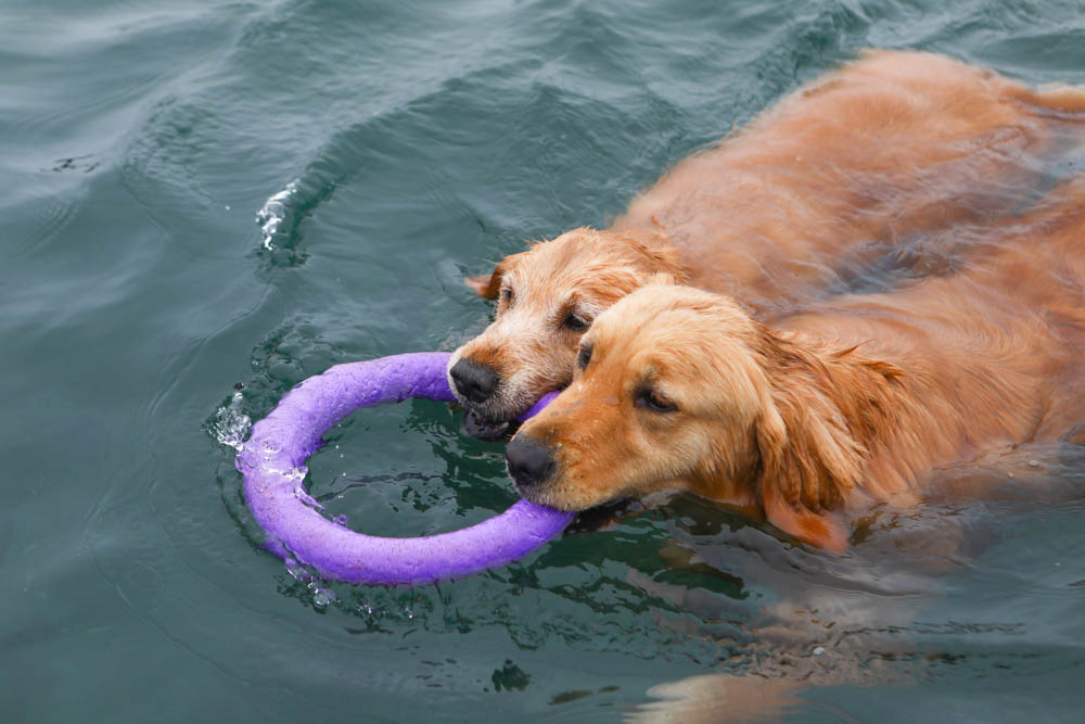 寵物關節保健｜心關健犬貓關節保健品。獸醫師推薦的狗狗關節保養品、添加 UC-II 、三合一關節保養配方、潤滑玻尿酸