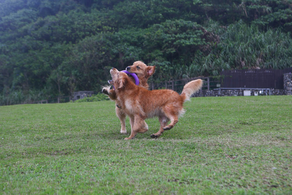 寵物關節保健｜心關健犬貓關節保健品。獸醫師推薦的狗狗關節保養品、添加 UC-II 、三合一關節保養配方、潤滑玻尿酸