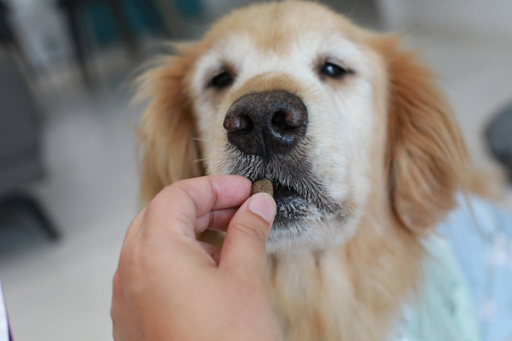 寵物飼料推薦｜Gemon義大利啟蒙寵糧、犬用餐盒、無穀犬用主食餐包、狗狗主食罐、義大利原裝進口、無穀低敏、營養比例高肉量