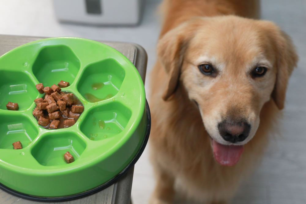 寵物飼料推薦｜Gemon義大利啟蒙寵糧、犬用餐盒、無穀犬用主食餐包、狗狗主食罐、義大利原裝進口、無穀低敏、營養比例高肉量