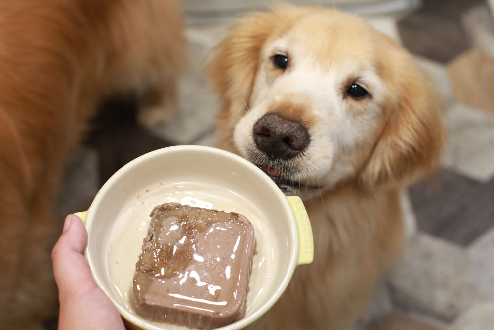 寵物飼料推薦｜Gemon義大利啟蒙寵糧、犬用餐盒、無穀犬用主食餐包、狗狗主食罐、義大利原裝進口、無穀低敏、營養比例高肉量