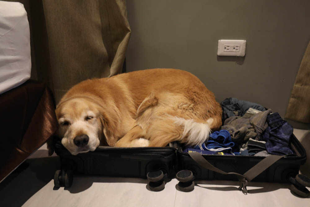 南投埔里住宿｜埔樂鮮啤Pro Beer X 沙連堡旅館。寵物友善旅館民宿、精釀啤酒工廠、啤酒BAR