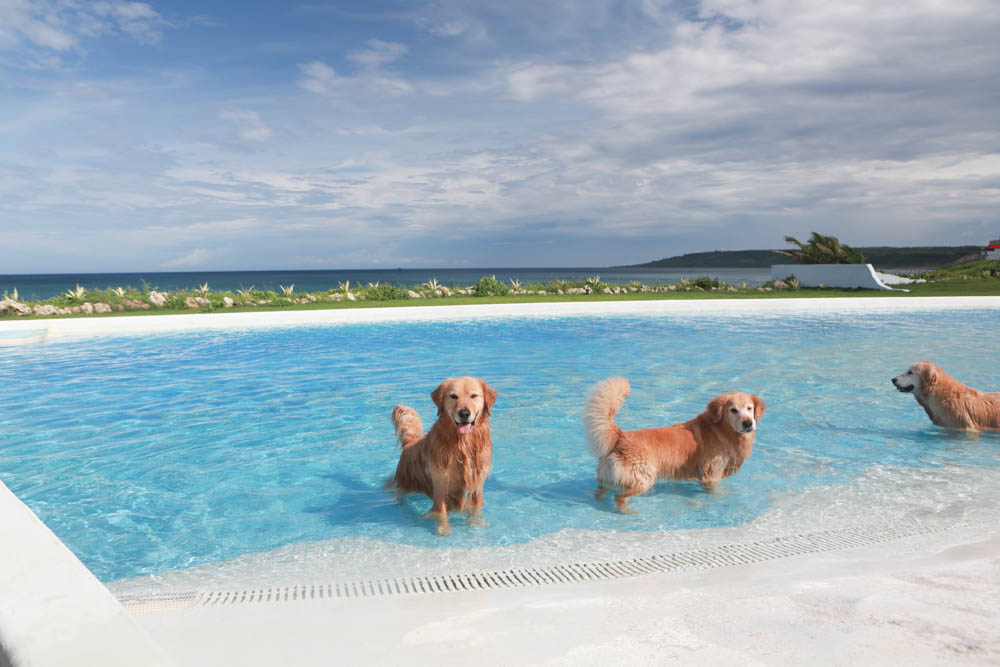 墾丁喜樂之地秘境。墾丁寵物友善民宿、墾丁包棟民宿、墾丁海景民宿、大草皮、絕美金沙灘、無邊際海景游泳池 - 第11張圖 墾丁喜樂之地秘境。墾丁寵物友善民宿、墾丁包棟民宿、墾丁海景民宿、大草皮、絕美金沙灘、無邊際海景游泳池