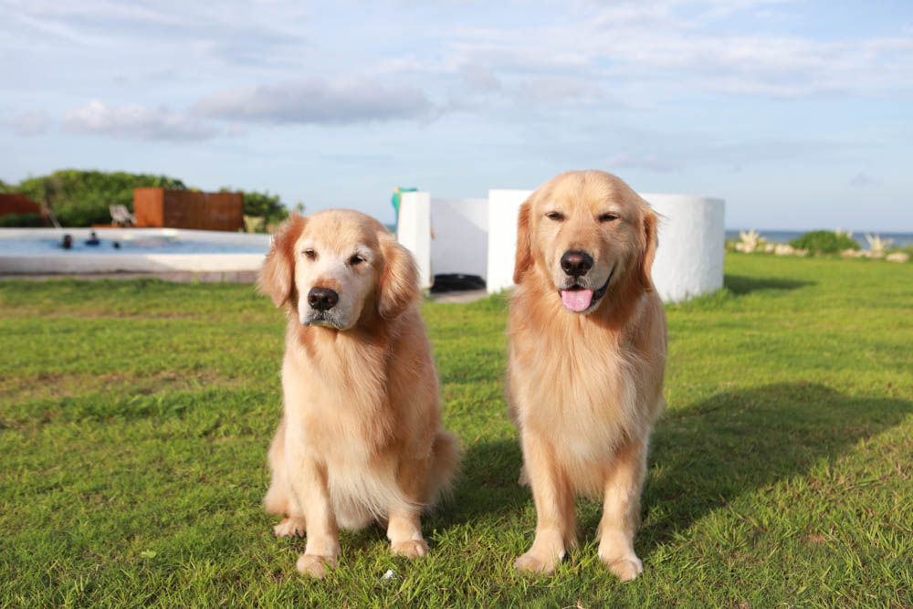 墾丁喜樂之地秘境。墾丁寵物友善民宿、墾丁包棟民宿、墾丁海景民宿、大草皮、絕美金沙灘、無邊際海景游泳池 - 第17張圖 墾丁喜樂之地秘境。墾丁寵物友善民宿、墾丁包棟民宿、墾丁海景民宿、大草皮、絕美金沙灘、無邊際海景游泳池