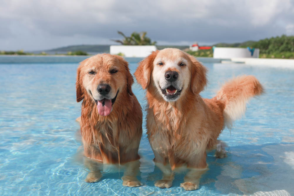 墾丁喜樂之地秘境。墾丁寵物友善民宿、墾丁包棟民宿、墾丁海景民宿、大草皮、絕美金沙灘、無邊際海景游泳池 - 第7張圖 墾丁喜樂之地秘境。墾丁寵物友善民宿、墾丁包棟民宿、墾丁海景民宿、大草皮、絕美金沙灘、無邊際海景游泳池