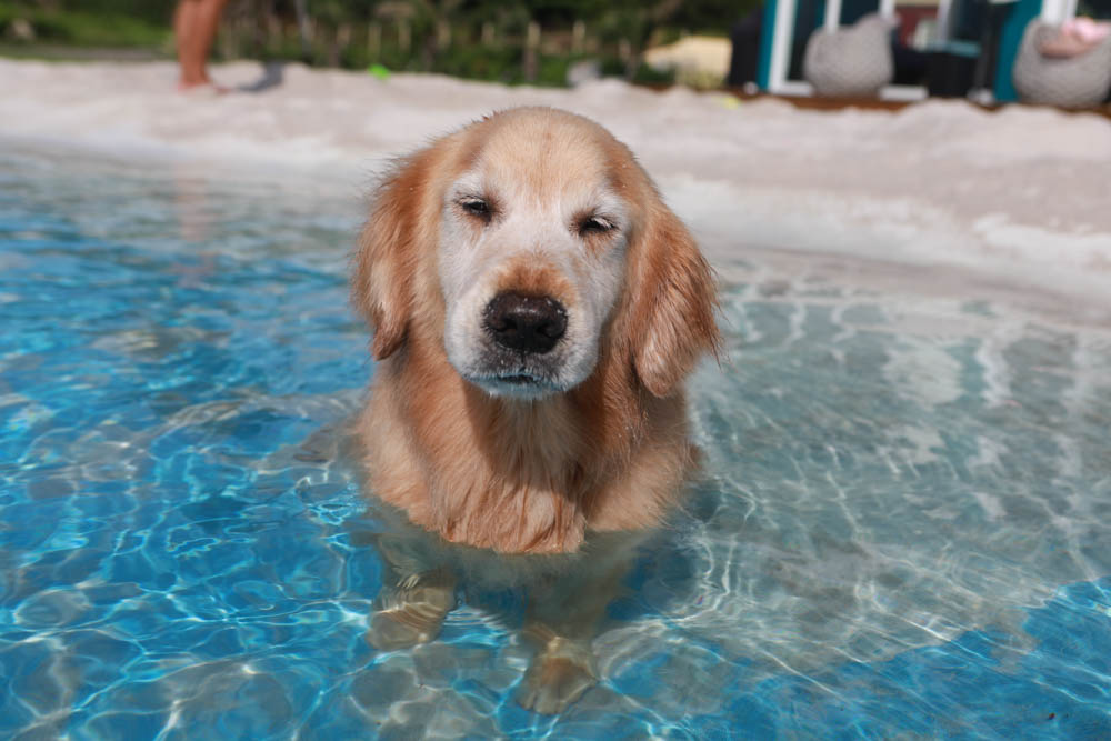 墾丁喜樂之地秘境。墾丁寵物友善民宿、墾丁包棟民宿、墾丁海景民宿、大草皮、絕美金沙灘、無邊際海景游泳池 - 第31張圖 墾丁喜樂之地秘境。墾丁寵物友善民宿、墾丁包棟民宿、墾丁海景民宿、大草皮、絕美金沙灘、無邊際海景游泳池