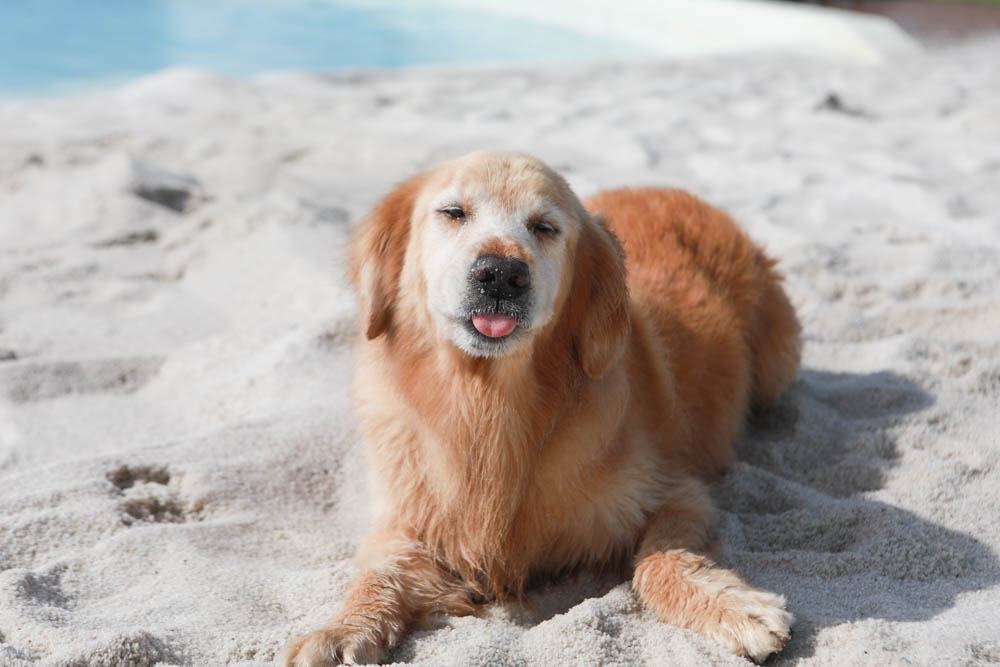 墾丁喜樂之地秘境。墾丁寵物友善民宿、墾丁包棟民宿、墾丁海景民宿、大草皮、絕美金沙灘、無邊際海景游泳池 - 第18張圖 墾丁喜樂之地秘境。墾丁寵物友善民宿、墾丁包棟民宿、墾丁海景民宿、大草皮、絕美金沙灘、無邊際海景游泳池