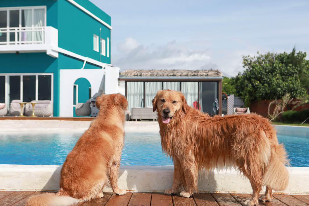 墾丁喜樂之地秘境。墾丁寵物友善民宿、墾丁包棟民宿、墾丁海景民宿、大草皮、絕美金沙灘、無邊際海景游泳池 - 第32張圖 墾丁喜樂之地秘境。墾丁寵物友善民宿、墾丁包棟民宿、墾丁海景民宿、大草皮、絕美金沙灘、無邊際海景游泳池