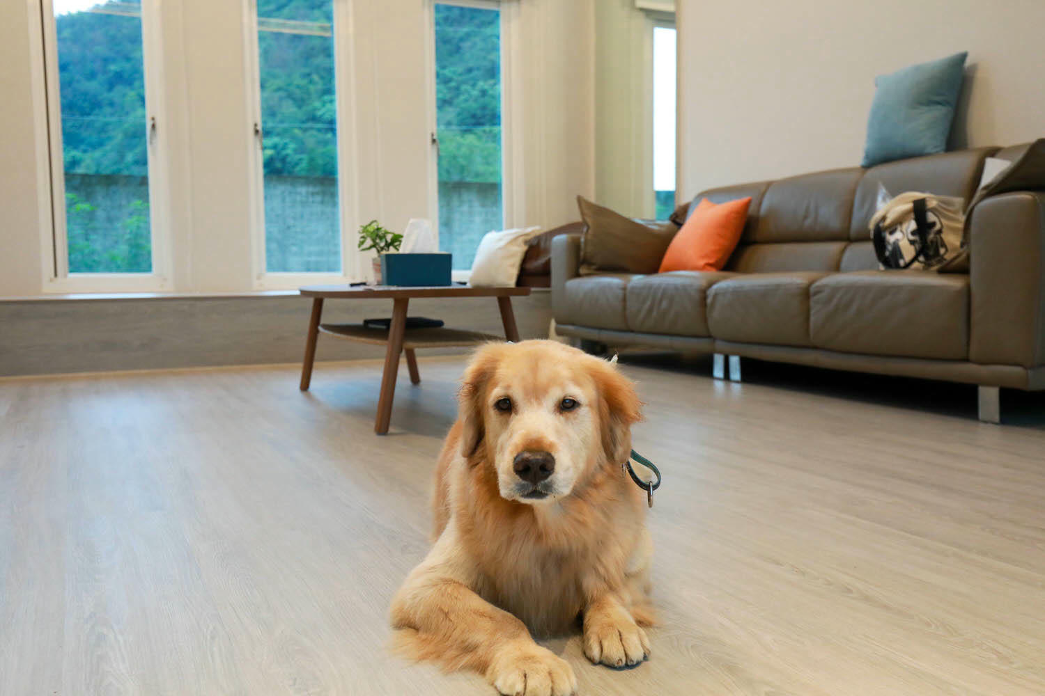 南投埔里｜享想旅宿 REVEL VILLA 。南投寵物友善民宿、溫馨舒適的美式現代風建築、綠意盎然大草皮