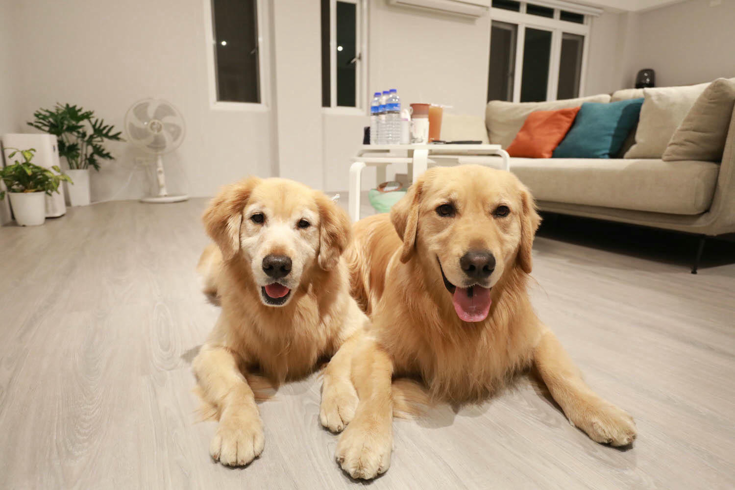 南投埔里｜享想旅宿 REVEL VILLA 。南投寵物友善民宿、溫馨舒適的美式現代風建築、綠意盎然大草皮