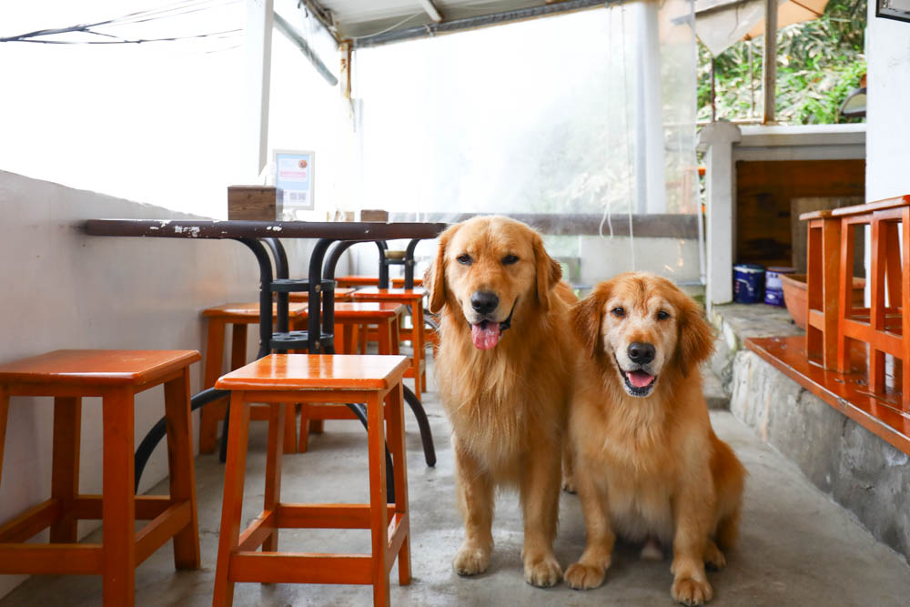 基隆外木山美食| 啾啾咖啡 CHU CHU Cafe。寵物友善餐廳、無敵療癒海景、海景咖啡廳 - 第6張圖 基隆外木山美食| 啾啾咖啡 CHU CHU Cafe。寵物友善餐廳、無敵療癒海景、海景咖啡廳