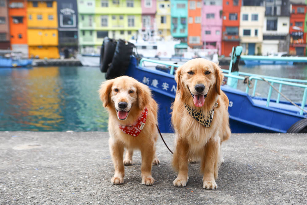 基隆新景點|正濱漁港彩色屋。懷舊碼頭變身異國感十足的威尼斯彩虹小屋、基隆IG打卡景點 - 第2張圖 基隆新景點|正濱漁港彩色屋。懷舊碼頭變身異國感十足的威尼斯彩虹小屋、基隆IG打卡景點