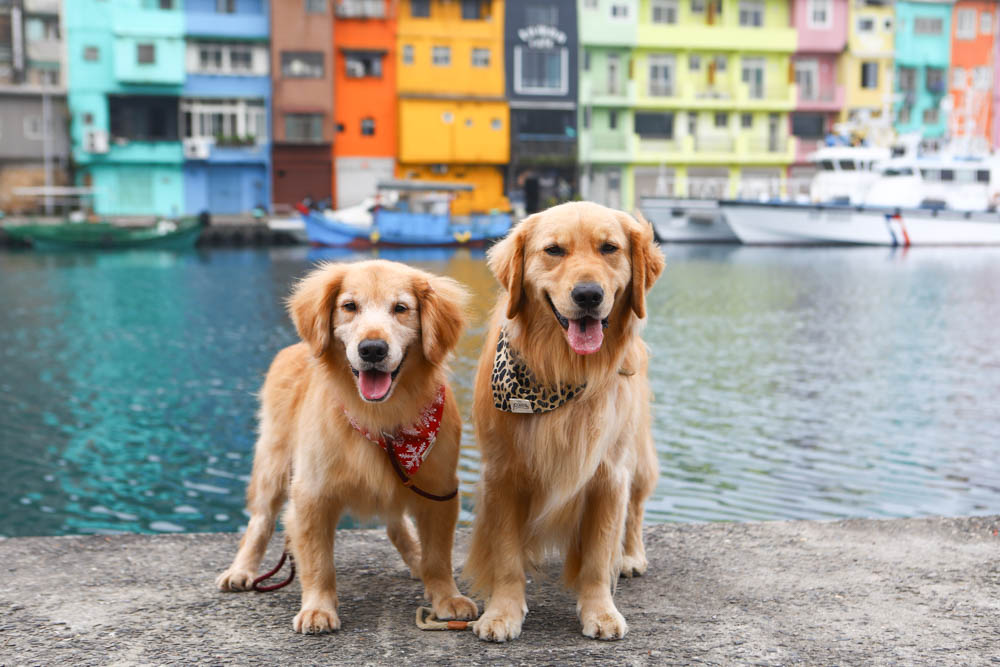 基隆新景點|正濱漁港彩色屋。懷舊碼頭變身異國感十足的威尼斯彩虹小屋、基隆IG打卡景點 - 第8張圖 基隆新景點|正濱漁港彩色屋。懷舊碼頭變身異國感十足的威尼斯彩虹小屋、基隆IG打卡景點